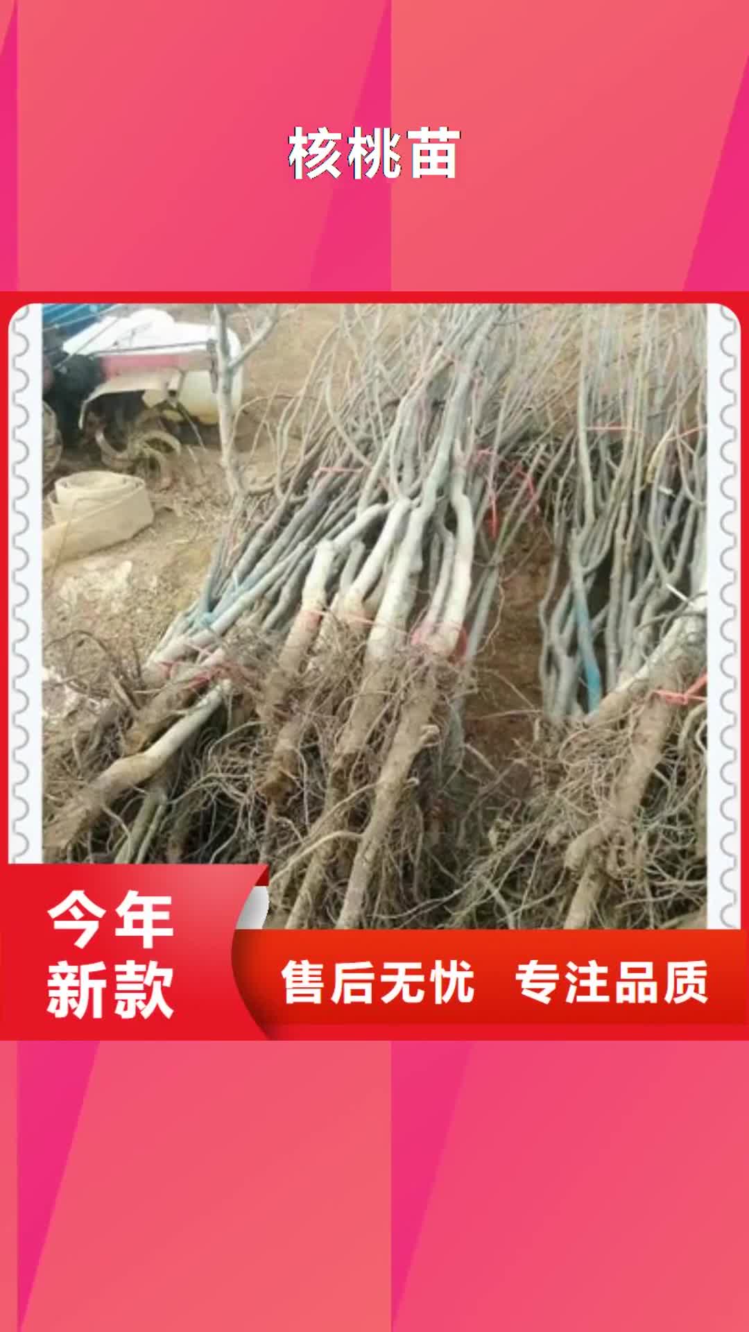 凉山 核桃苗,【蓝莓苗】厂家直销省心省钱