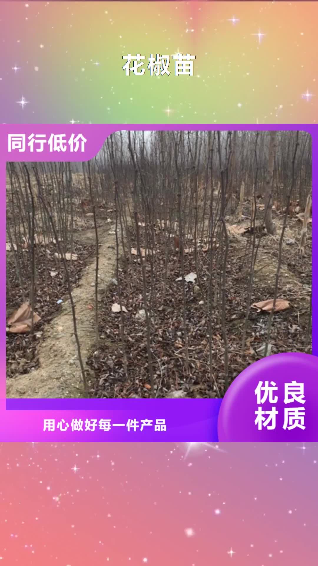 【遵义 花椒苗,葡萄苗来电咨询】