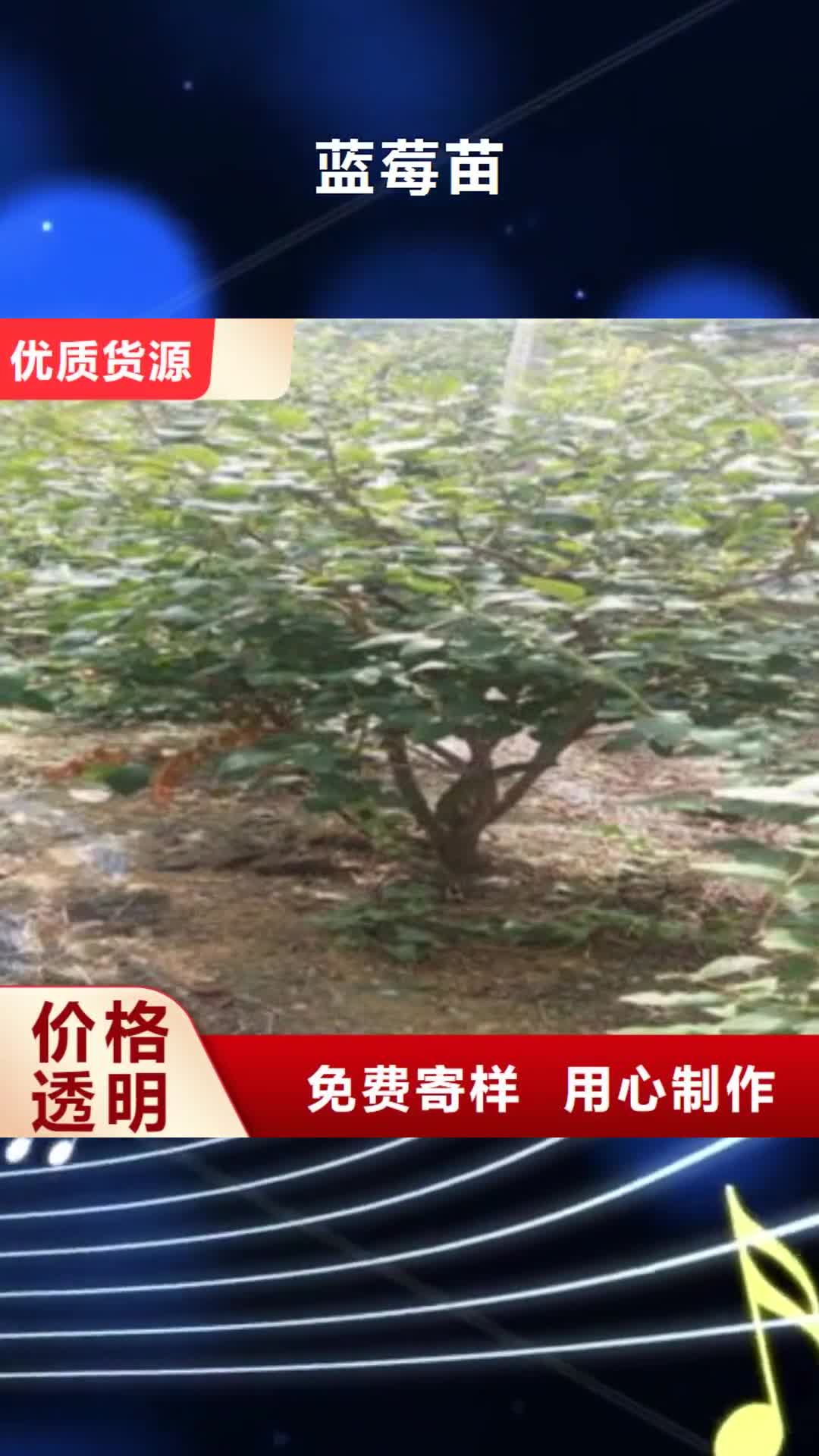 【陇南 蓝莓苗核桃苗工厂采购】