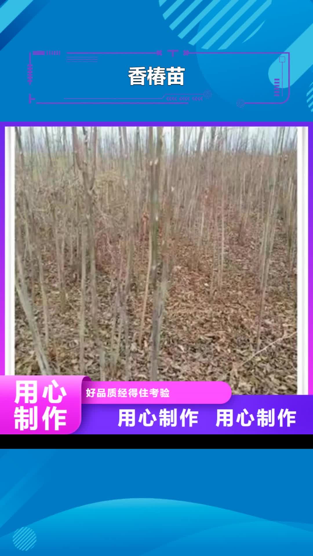 葫芦岛【香椿苗】蓝莓苗专业生产制造厂