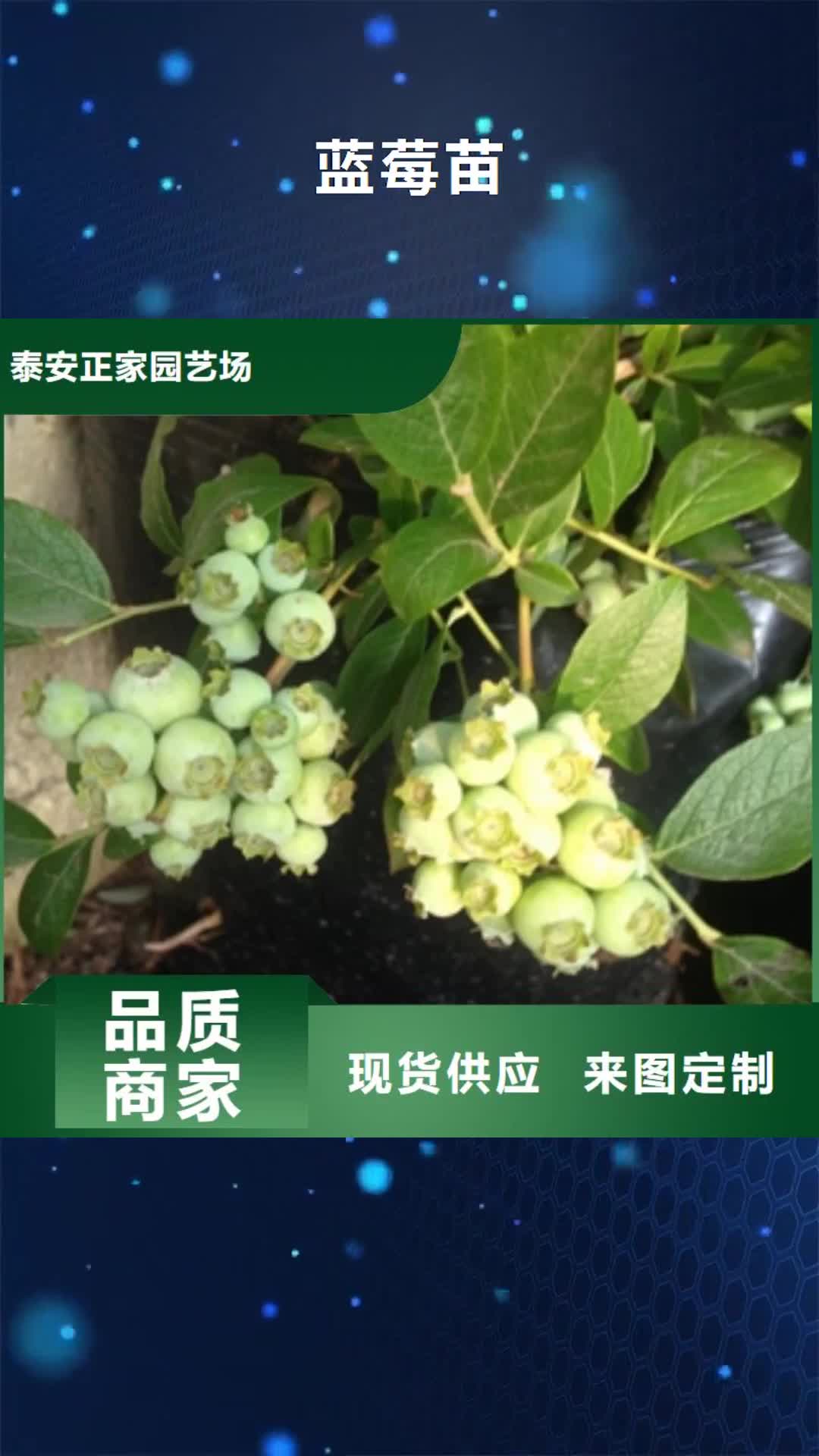 东莞【蓝莓苗】核桃苗 樱花苗 长果桑树苗厂家工艺先进