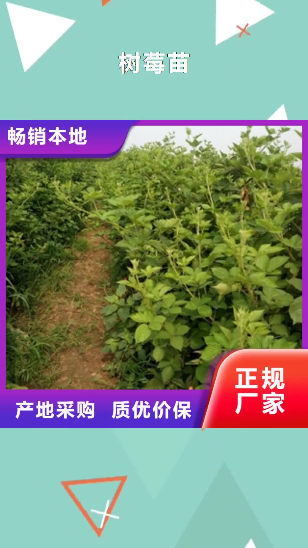 大理【树莓苗】-占地果树厂家直销直供