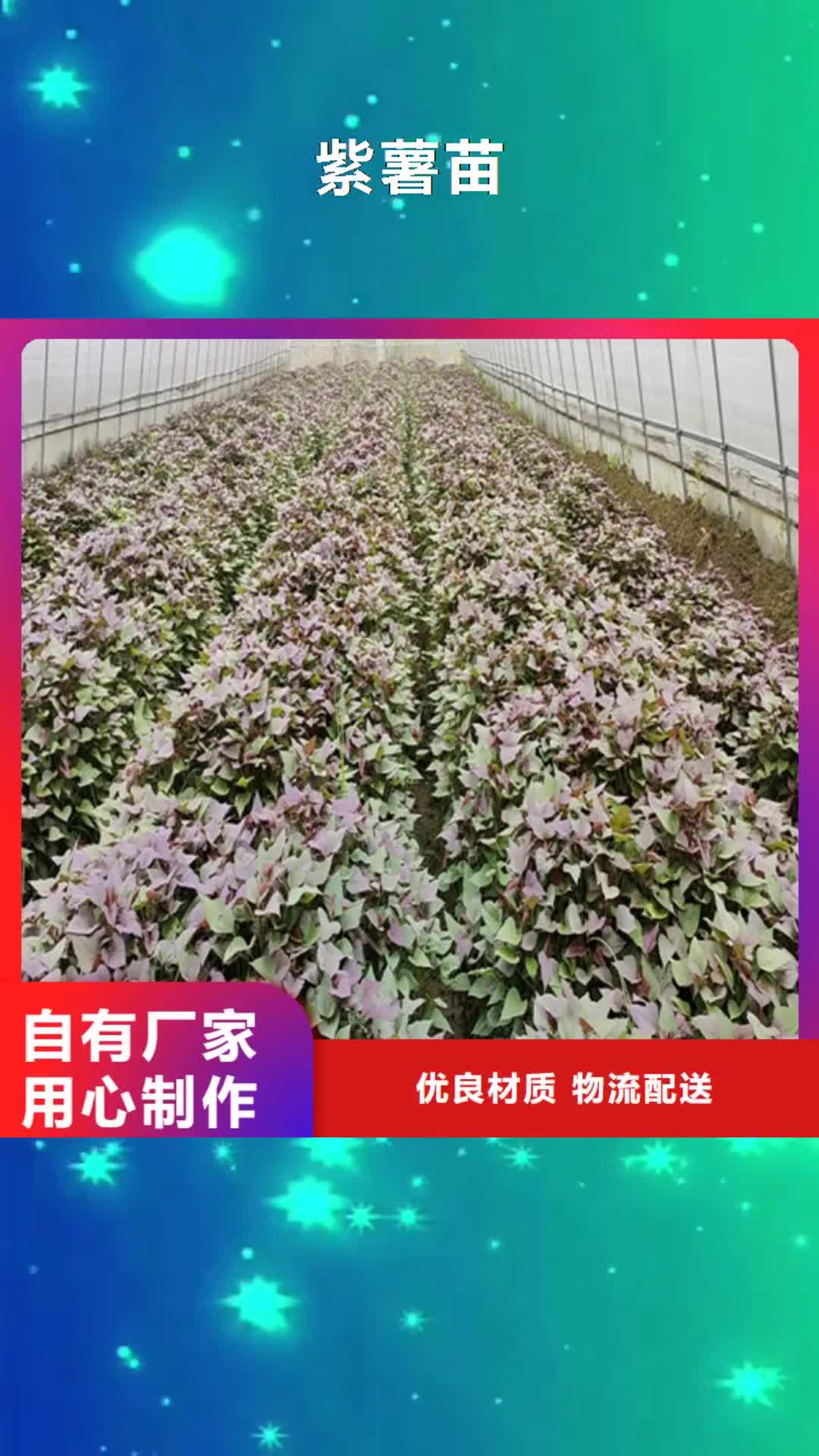 海北【紫薯苗】-菠菜粉厂家拥有先进的设备