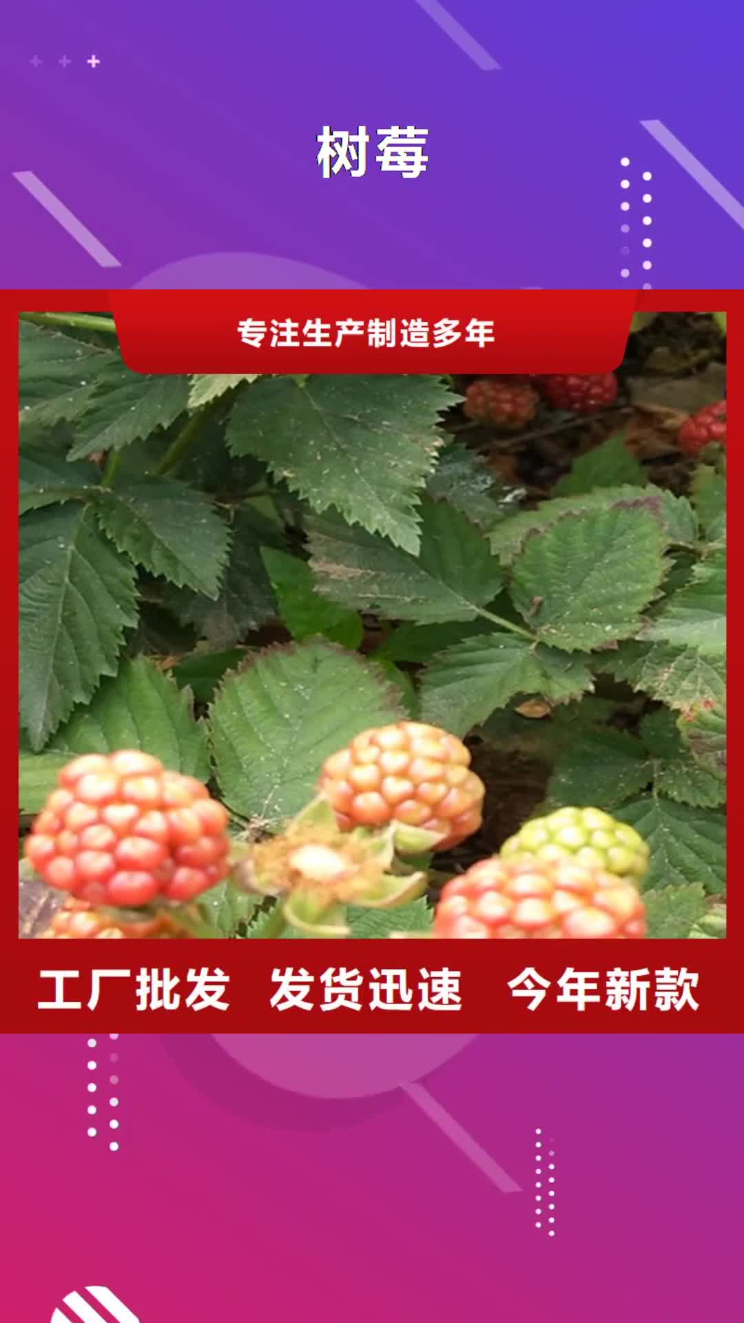鹤岗【树莓】 桃树苗按需定制真材实料