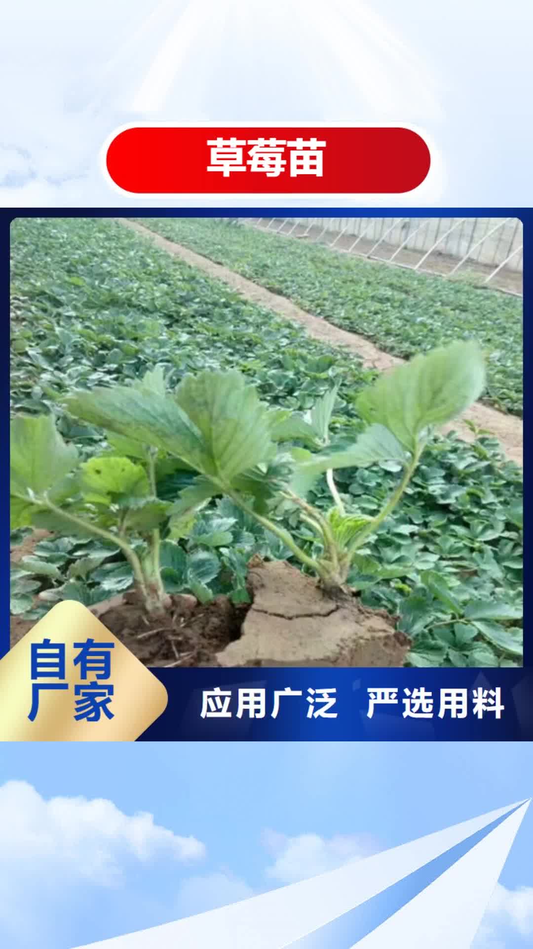 【临夏 草莓苗,樱桃苗基地专注品质】